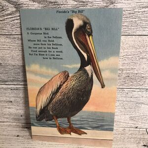 Floridas Bill Bil Pelican Tropic Post Card Vintage Ephemera Memorabilia Souvenir